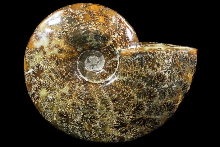 Polished, Agatized Ammonite (Cleoniceras) - Madagascar #88136